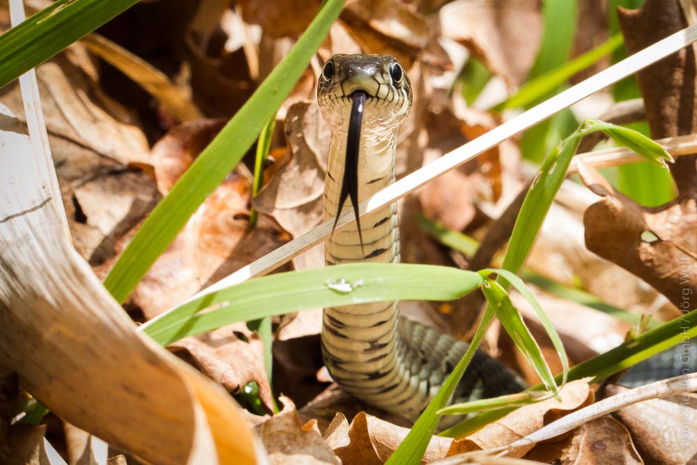 Baby Snakes – aus dem wilden Brandenburg